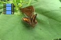 Scene 09_Skippers mating on a Leaf